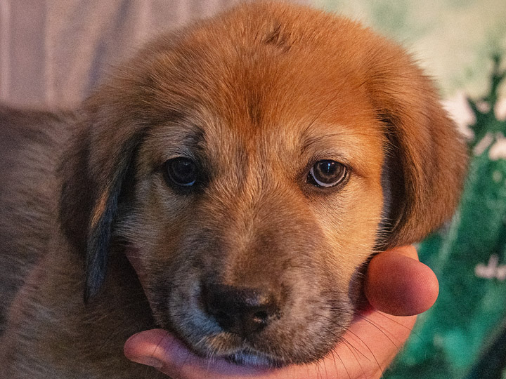 chinook puppy